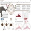 From Data to Defense: Mapping Elephant Poaching Trends for Targeted Conservation